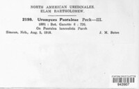 Uromyces psoraleae image
